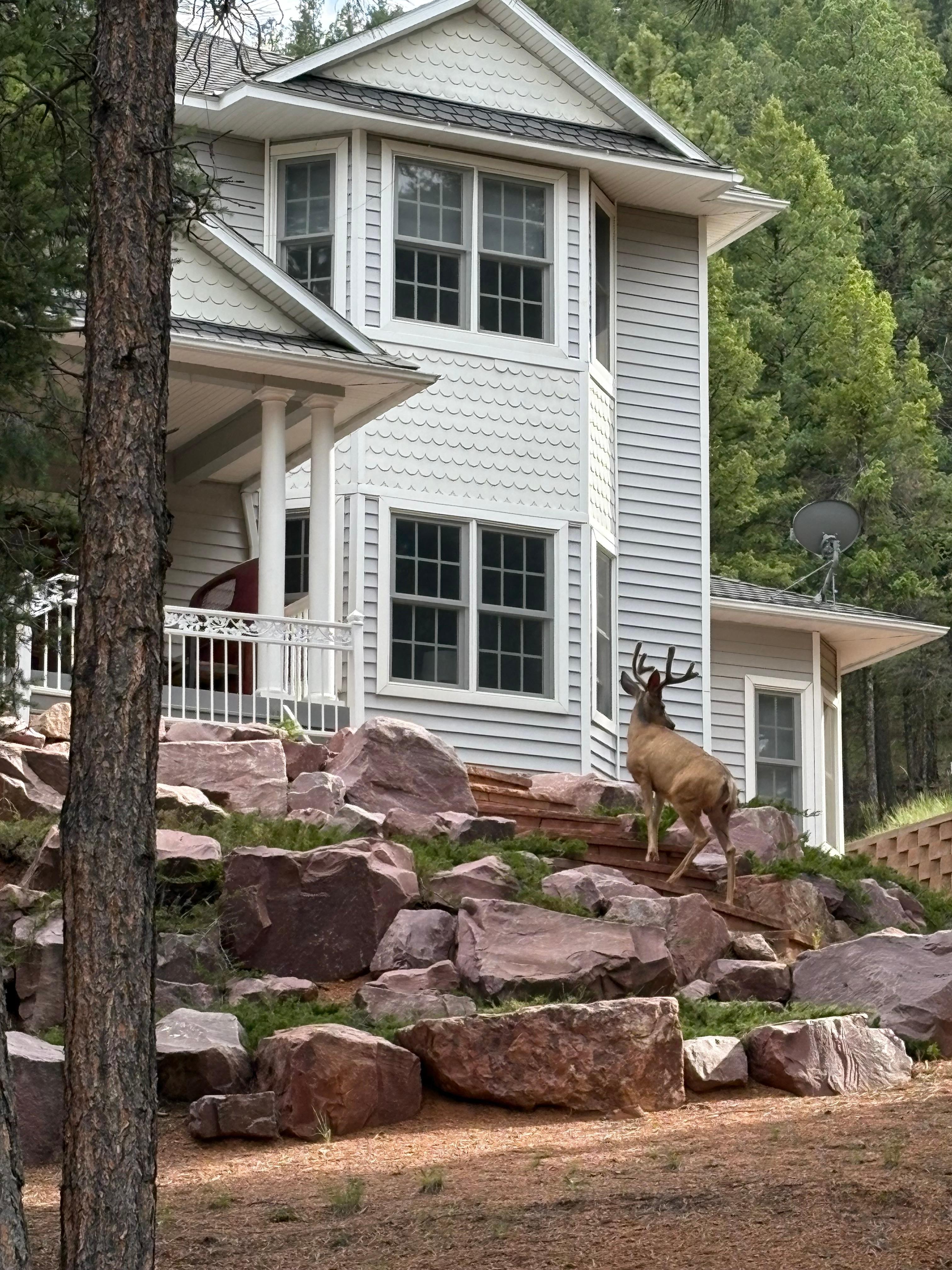 Deer coming up the steps!!