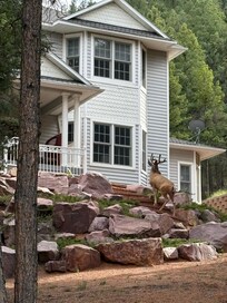 Deer coming up the steps!!