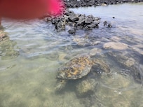 Lots of turtles at a nearby beach.