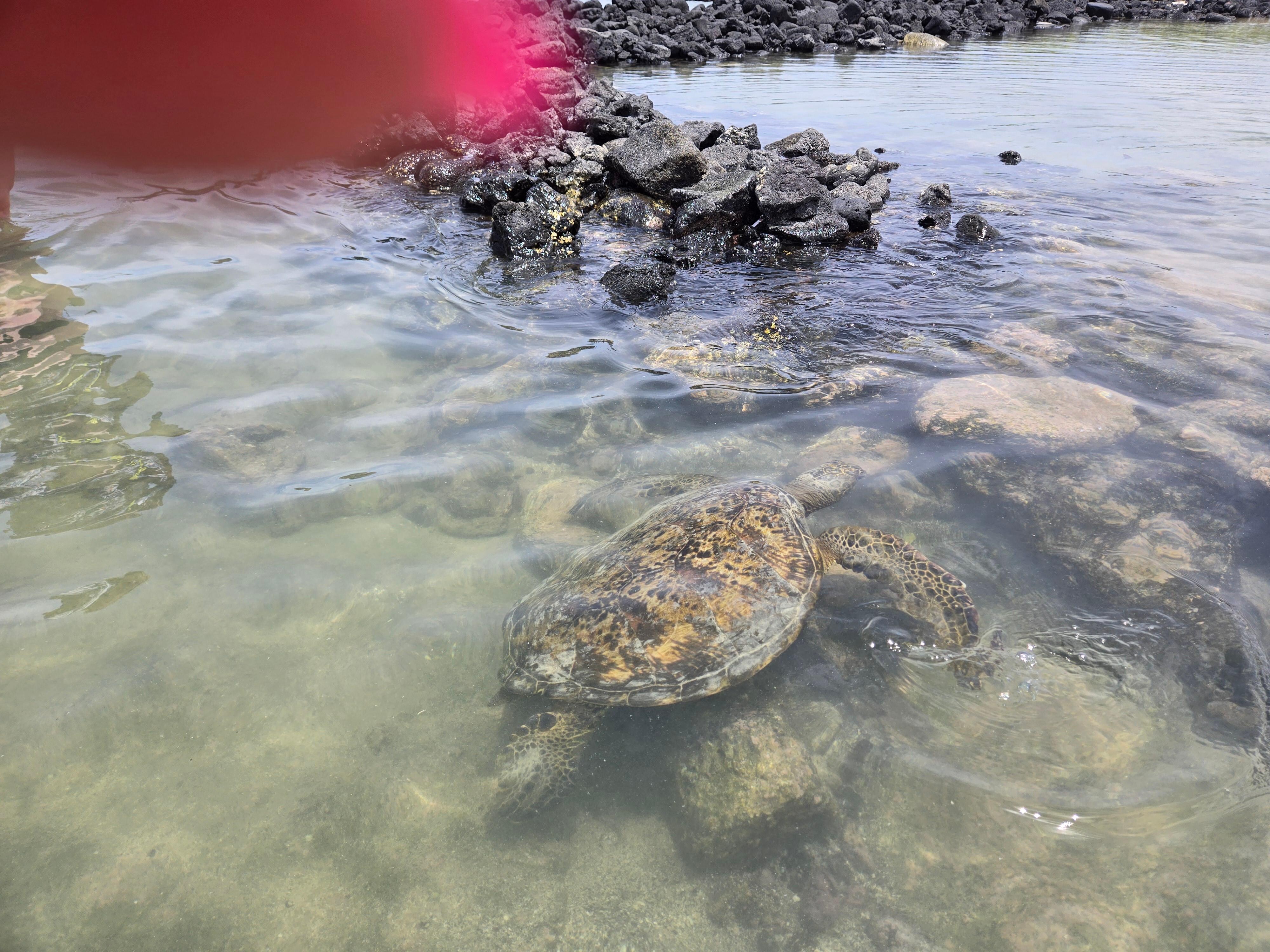 Lots of turtles at a nearby beach.