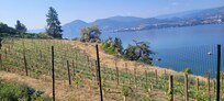 Vineyard below the Villa's gardens.