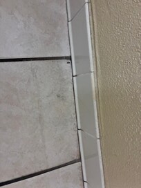 Roach wings and dropping