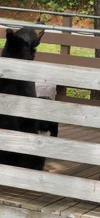 mamma sniffing out the grease tray on the grill.