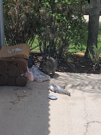 Racccon at the house in the trash left by cleaning crew