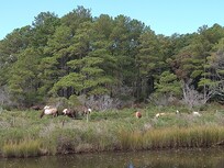 The ponies are always wonderful to see.
