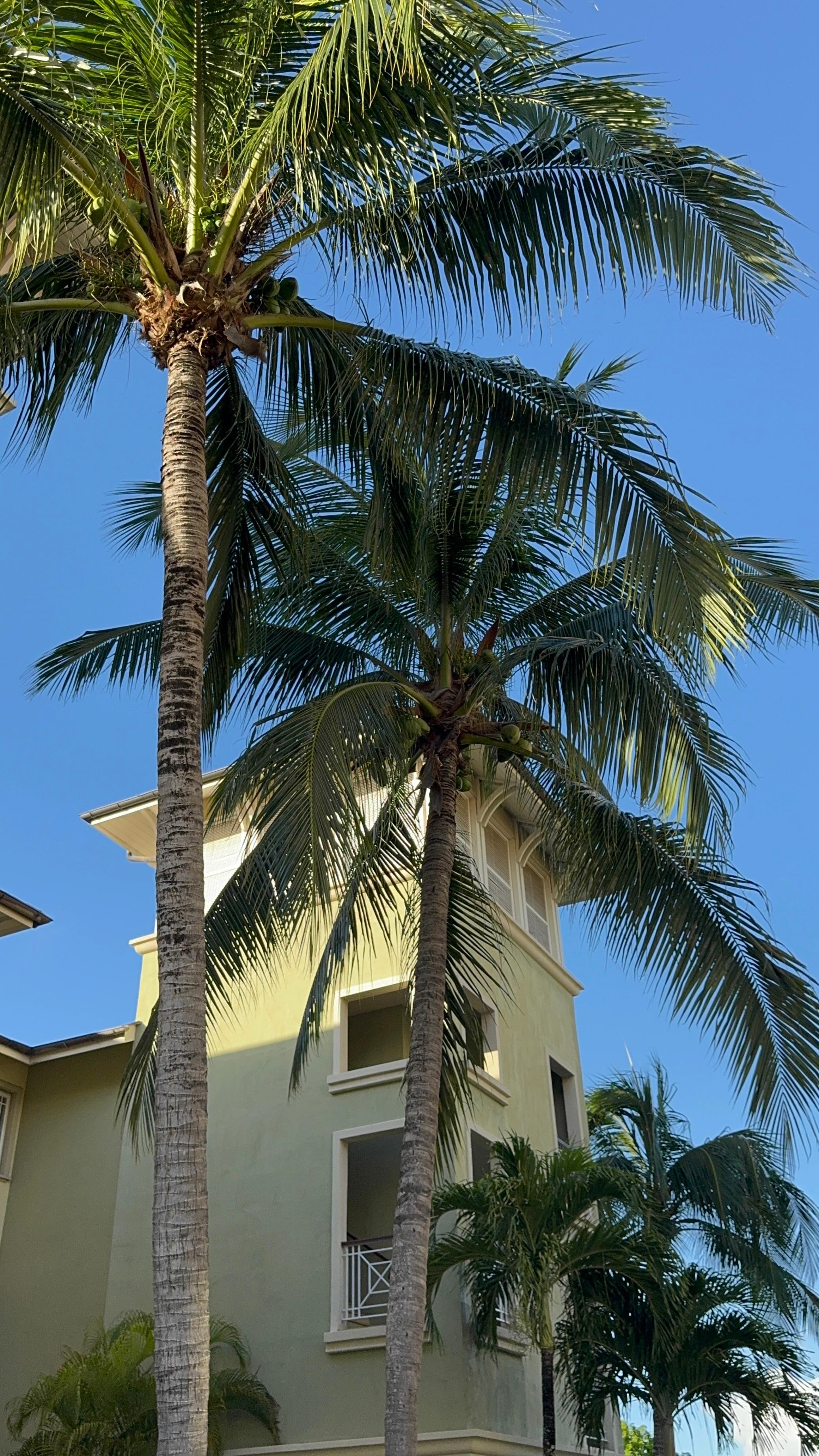 Palm trees on property 