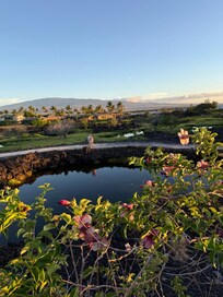View from poolside
Waikoloa Anchialine Pond Preservation Area