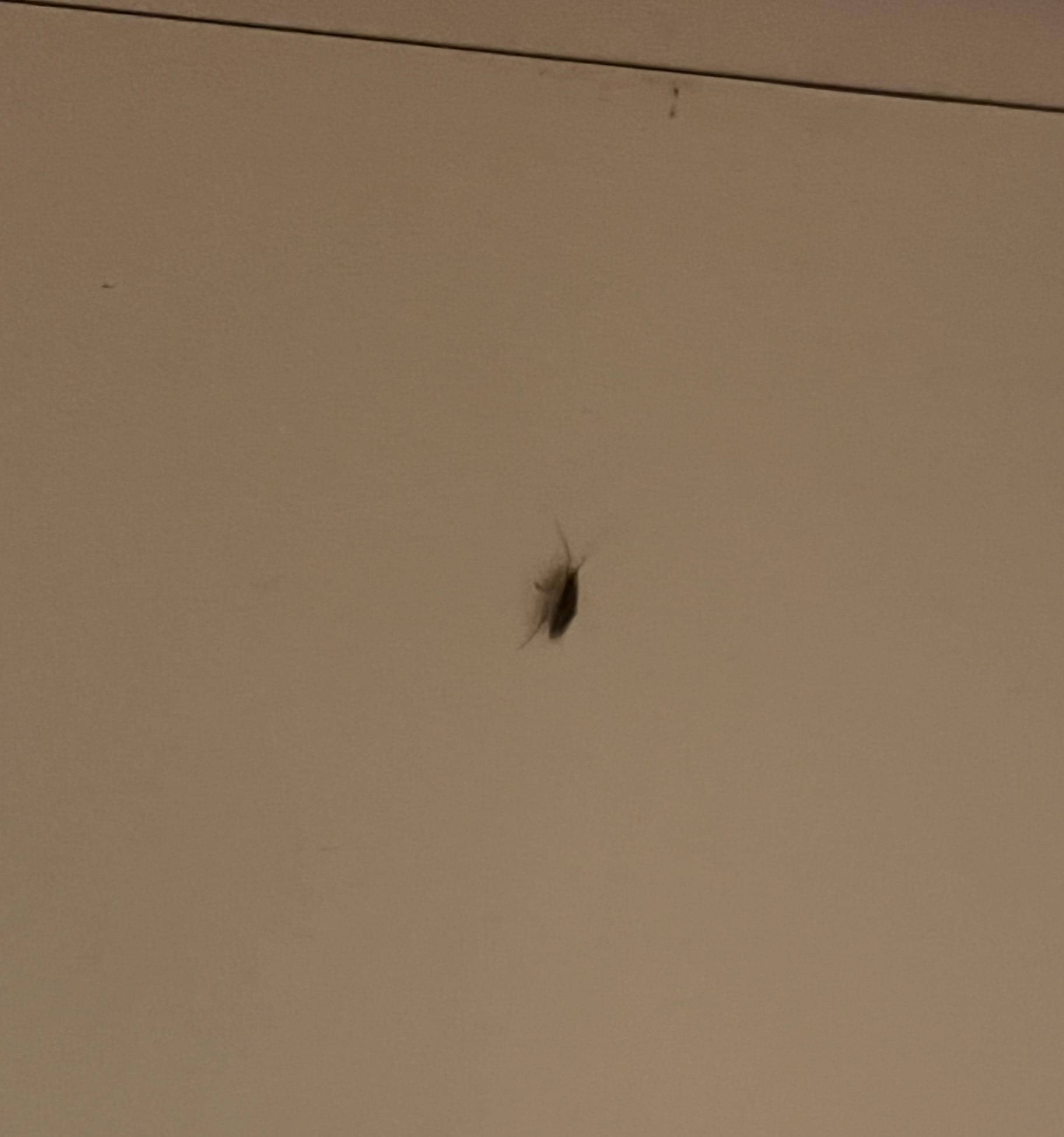 This is another roach on the wall. 
