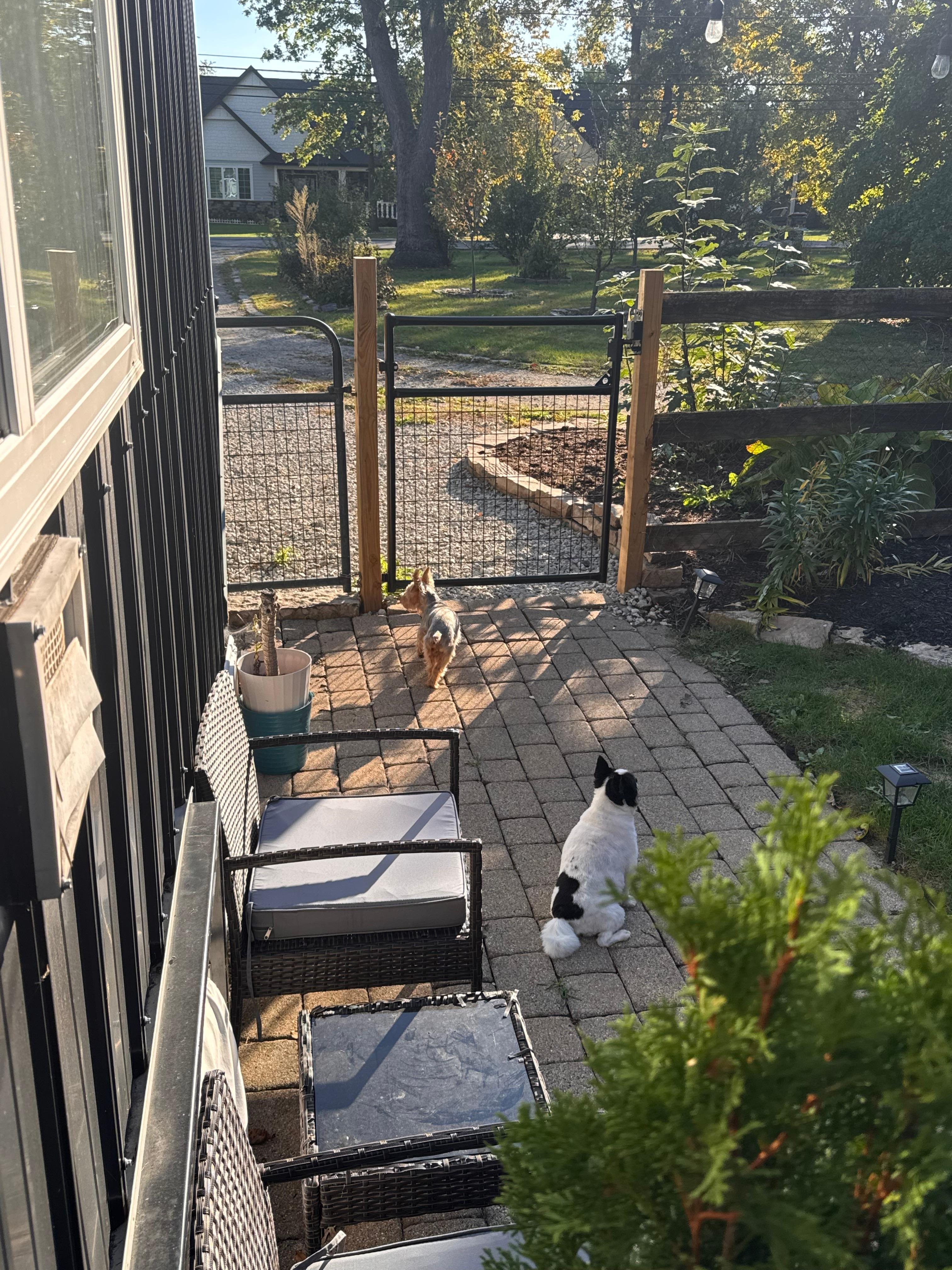 My pups loved 🥰 the fenced in little yard! 