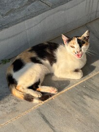 The kitten (Florrie)