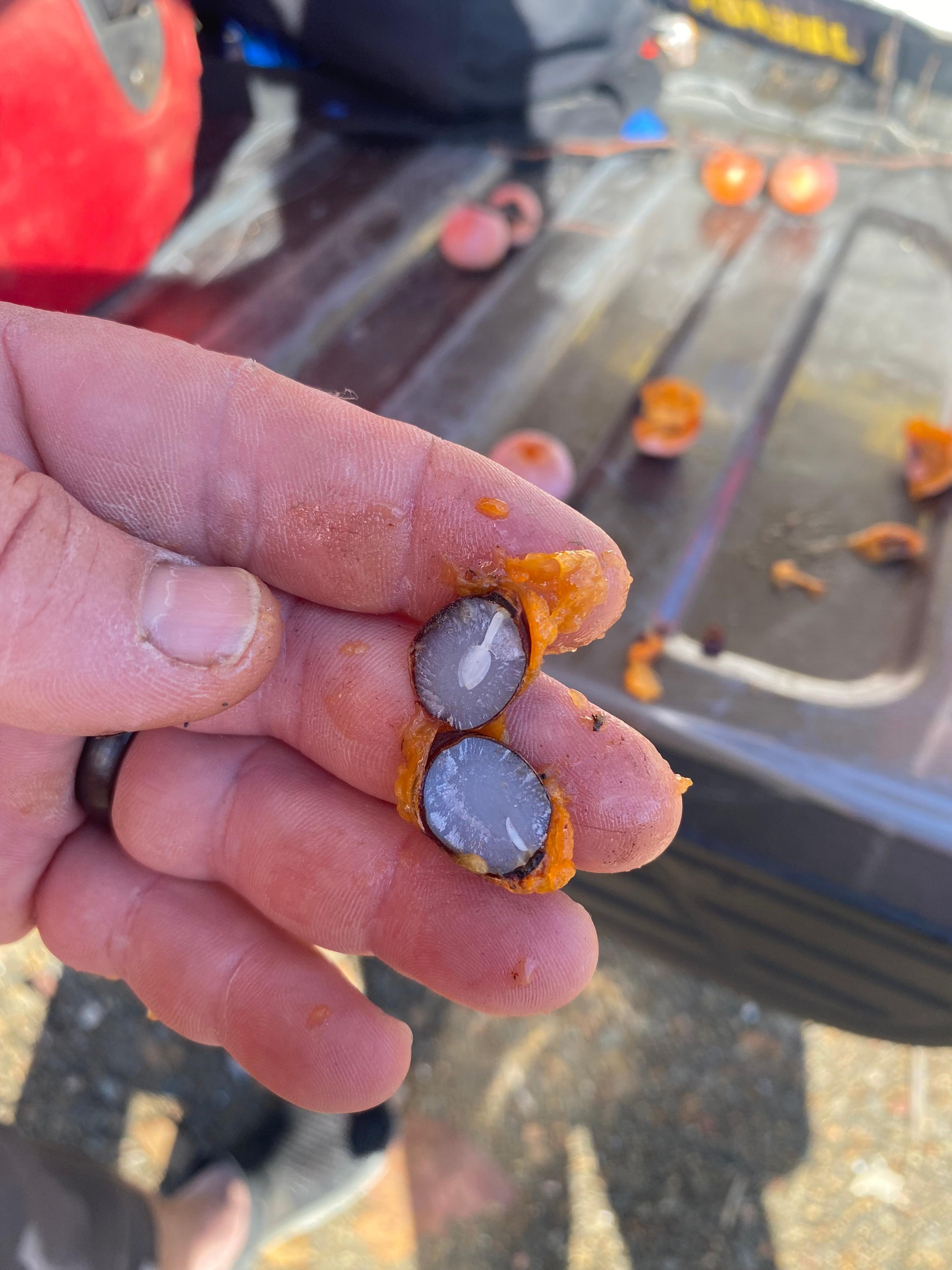 Spoon for winter!
2025