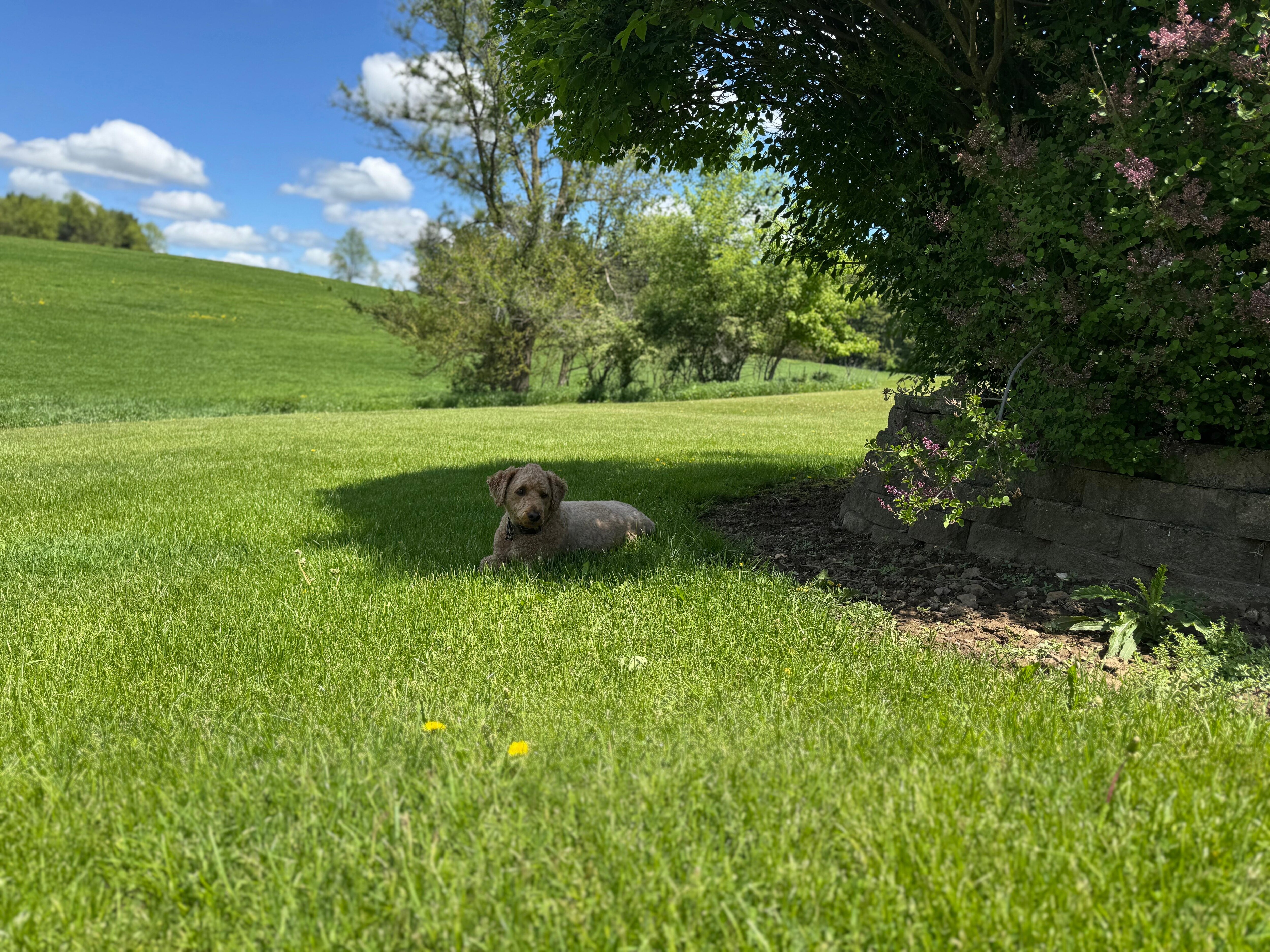 The happiest pup
In the “backyard”