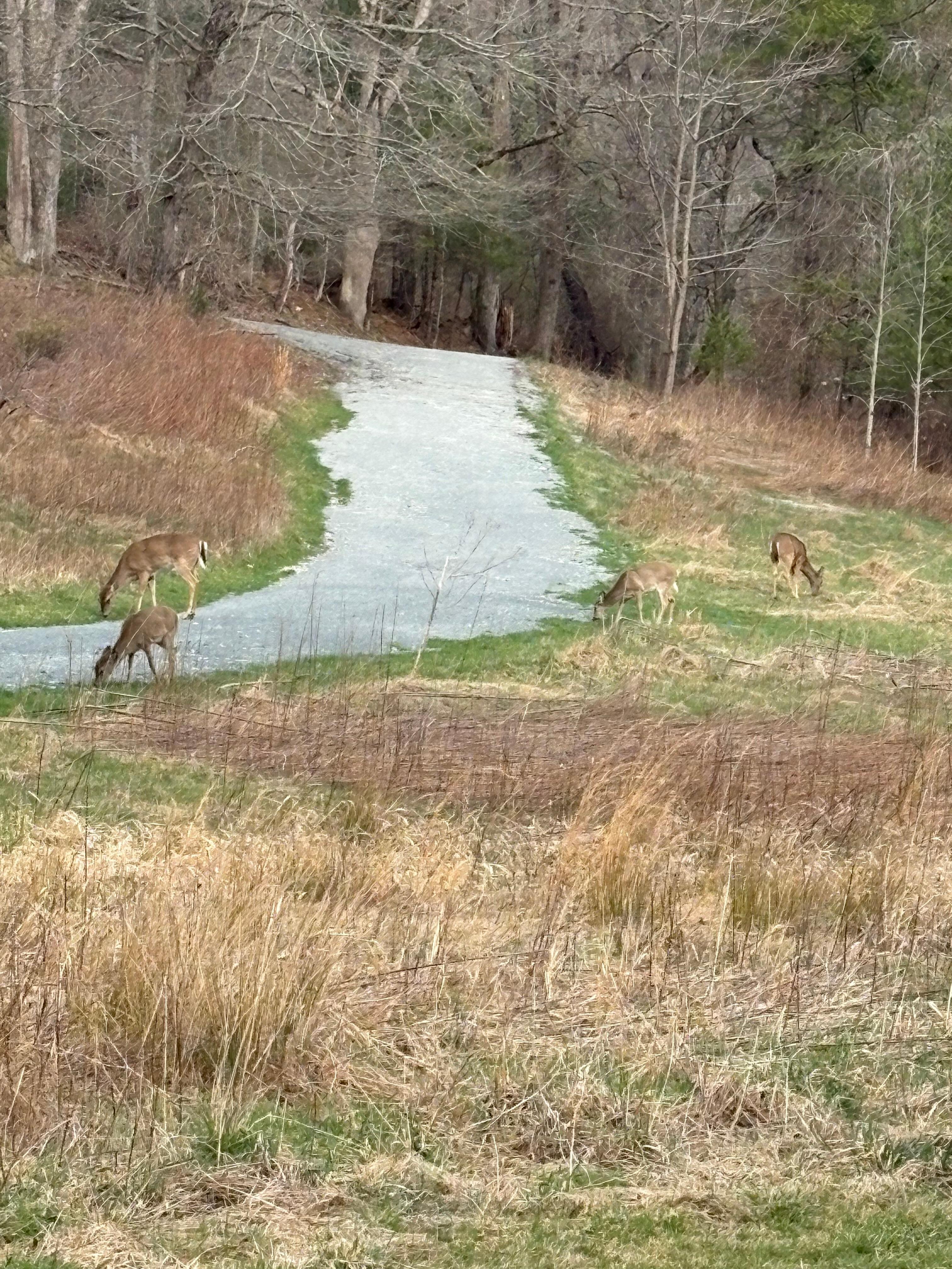 The greenway is a beautiful place to walk and ride bikes. The deer will walk with you. 🦌