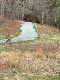 The greenway is a beautiful place to walk and ride bikes. The deer will walk with you. 🦌
