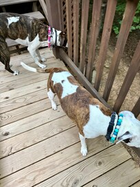 The puppies loving the front porch, we spent a lot of time out there.