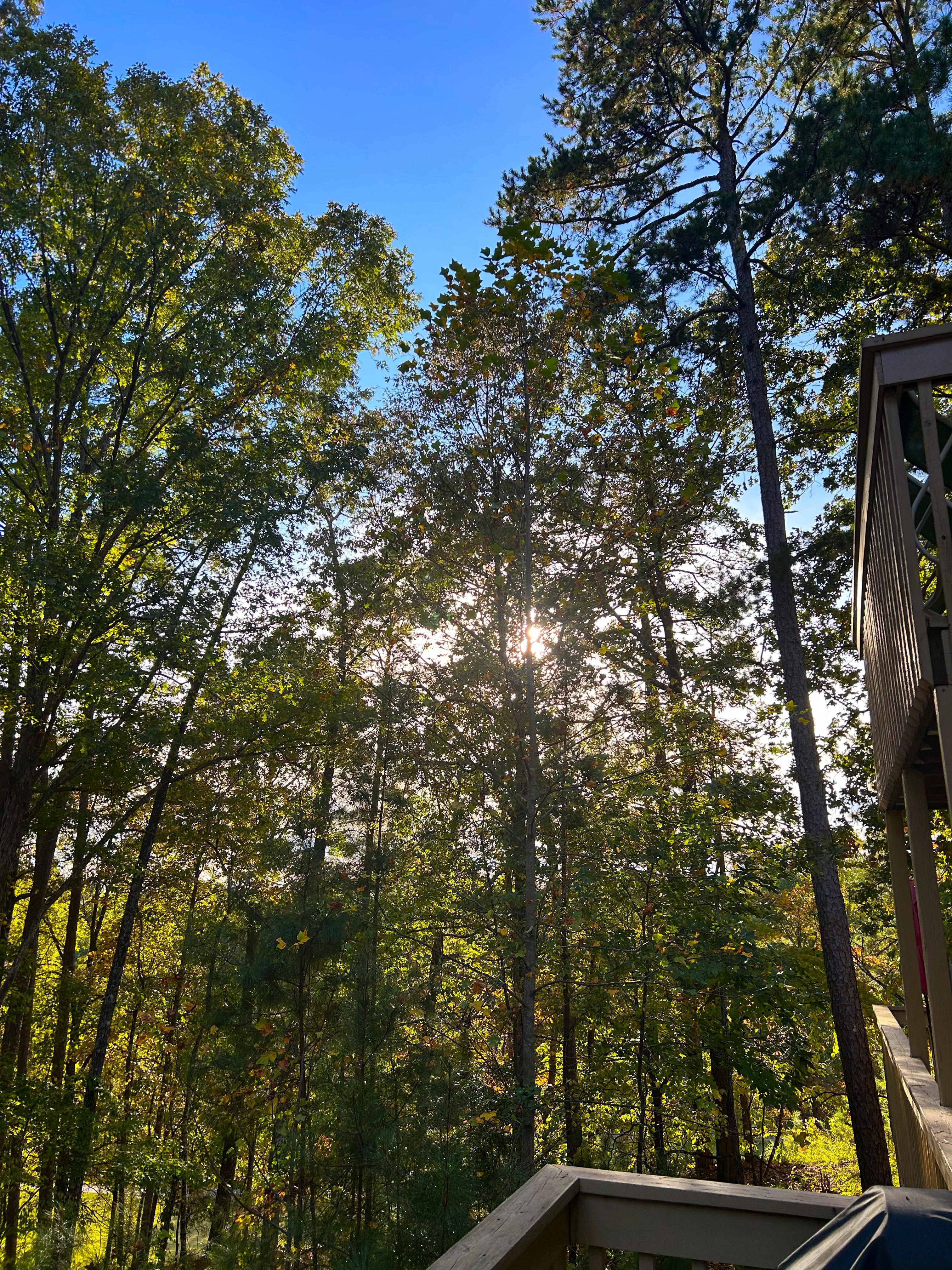 View from the back porch. 