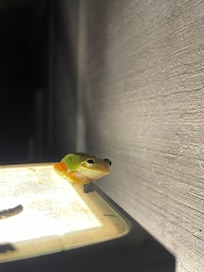 The frogs were so cute! âșïž