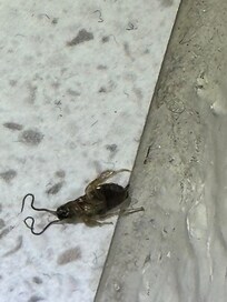 Roaches
