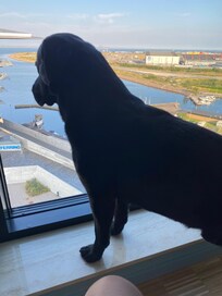 Självklart får du ta med dig din fyrbenta familjemedlem ❤️