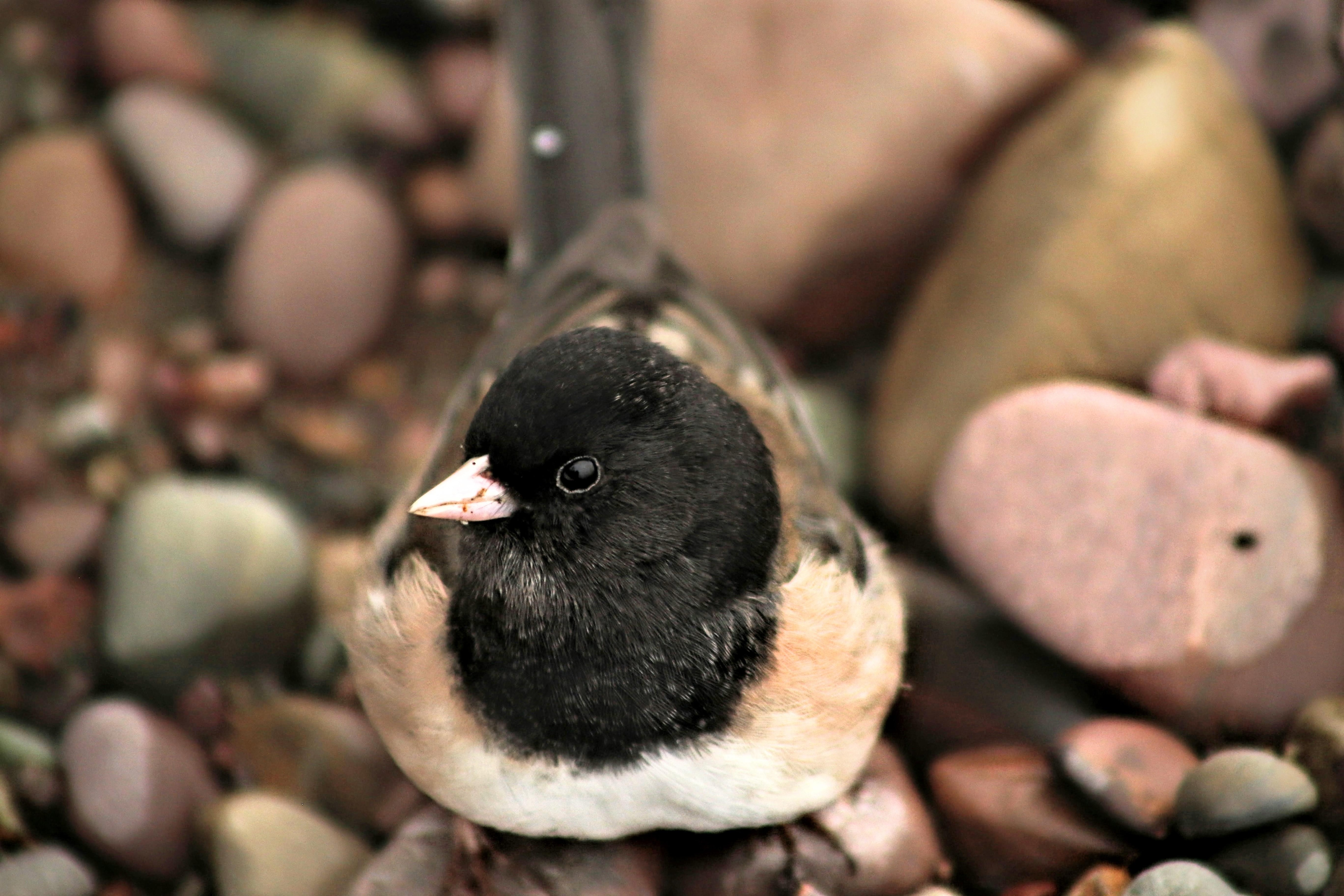 Little dark eyed juncos and other birds birds abounded. This little one hopped right up to me on the beach