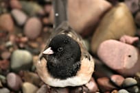 Little dark eyed juncos and other birds birds abounded. This little one hopped right up to me on the beach