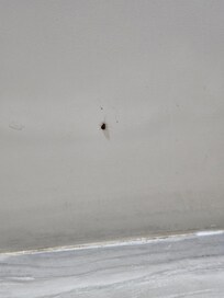 Roach in bathroom