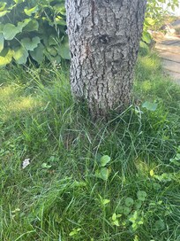 The long grass