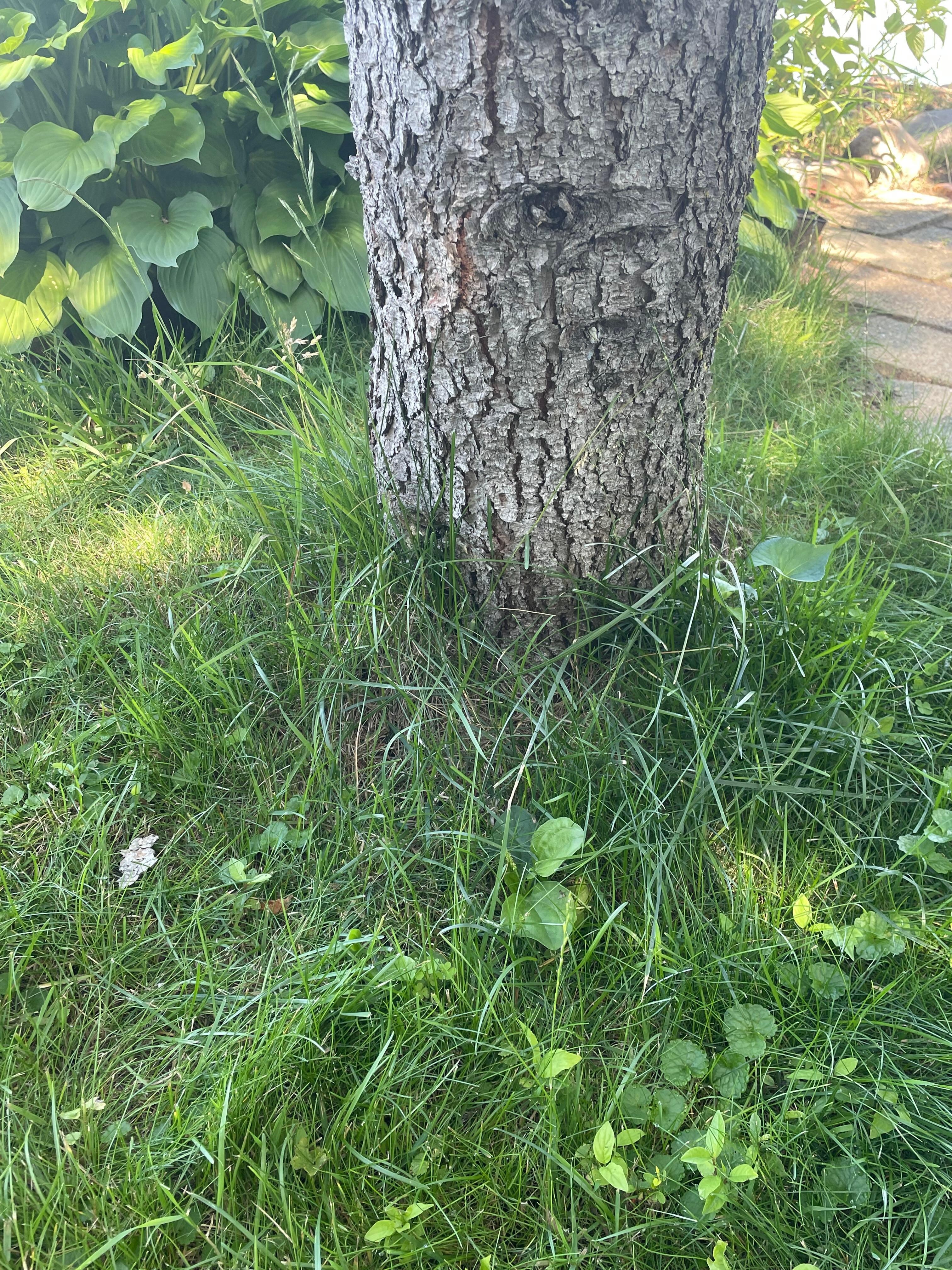 The long grass