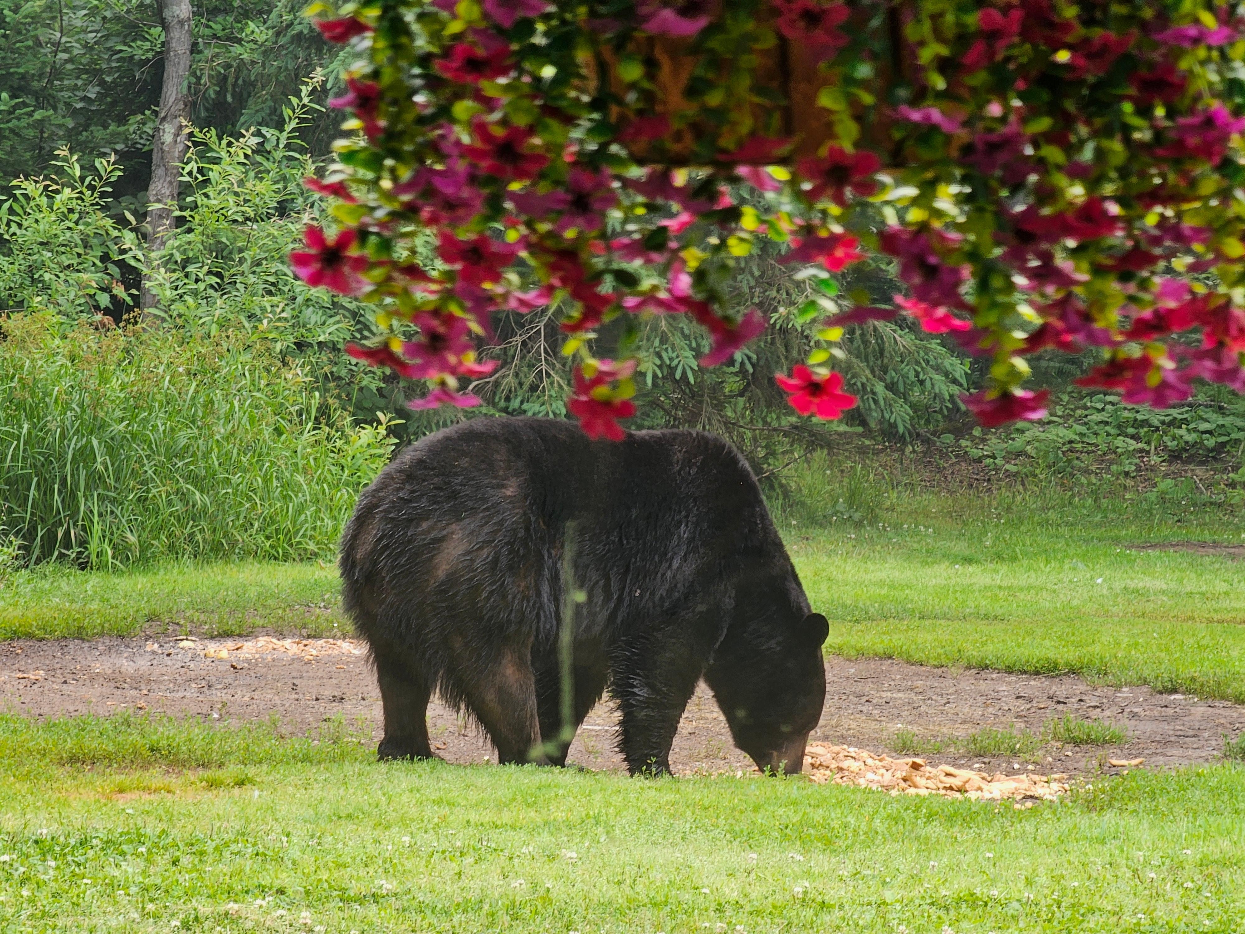 Bear eating at konteka