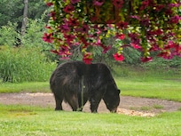 Bear eating at konteka