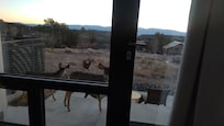 Four visitors came to snack by the patio, 12/17/2025.