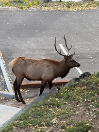 Morning visitor… fun to see and hear the males!