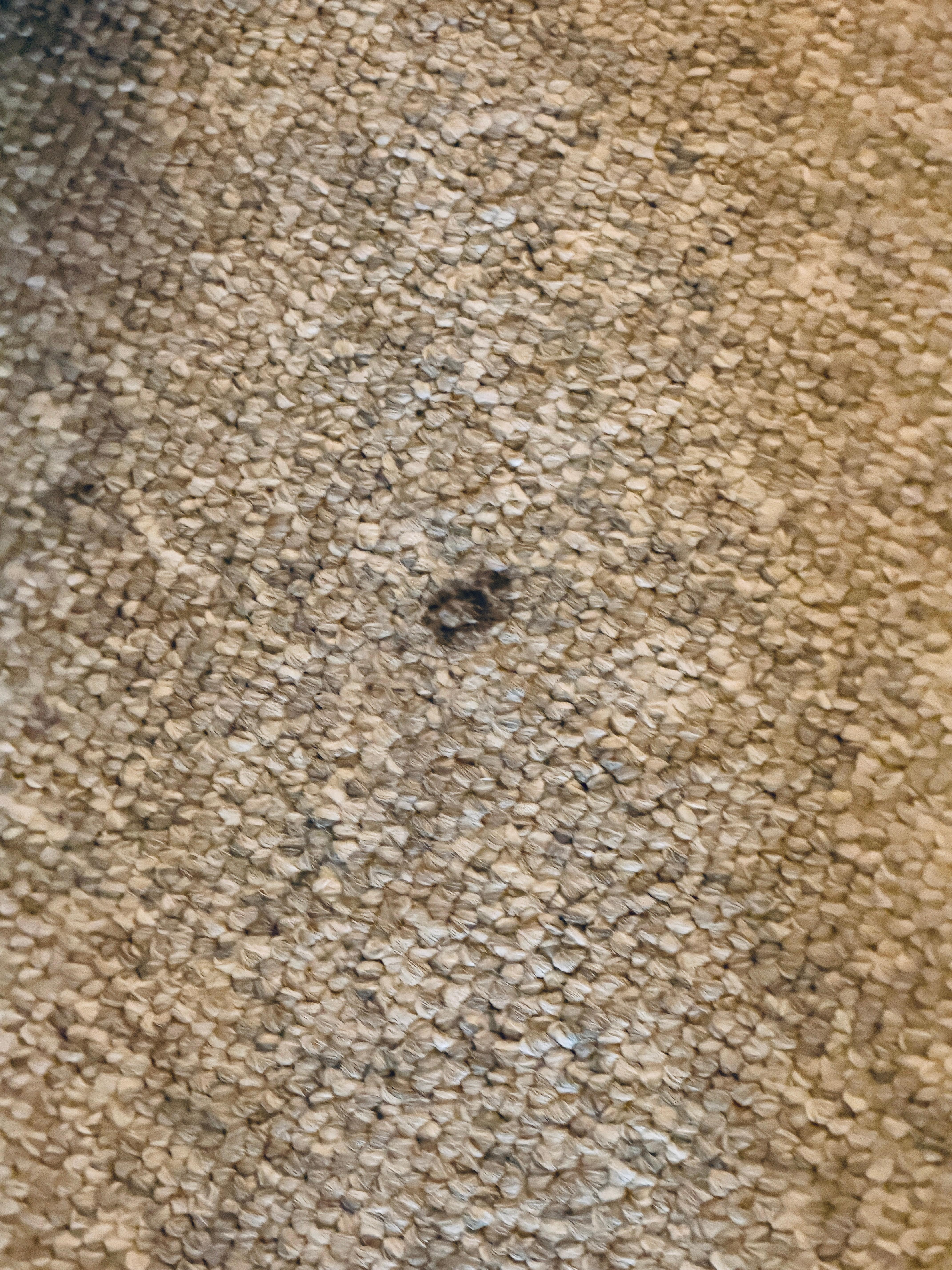 Dog poop   Been there a while 