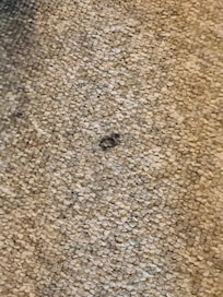 Dog poop Been there a while