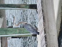 Got a visit from Fred!