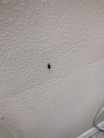 Another roach friend