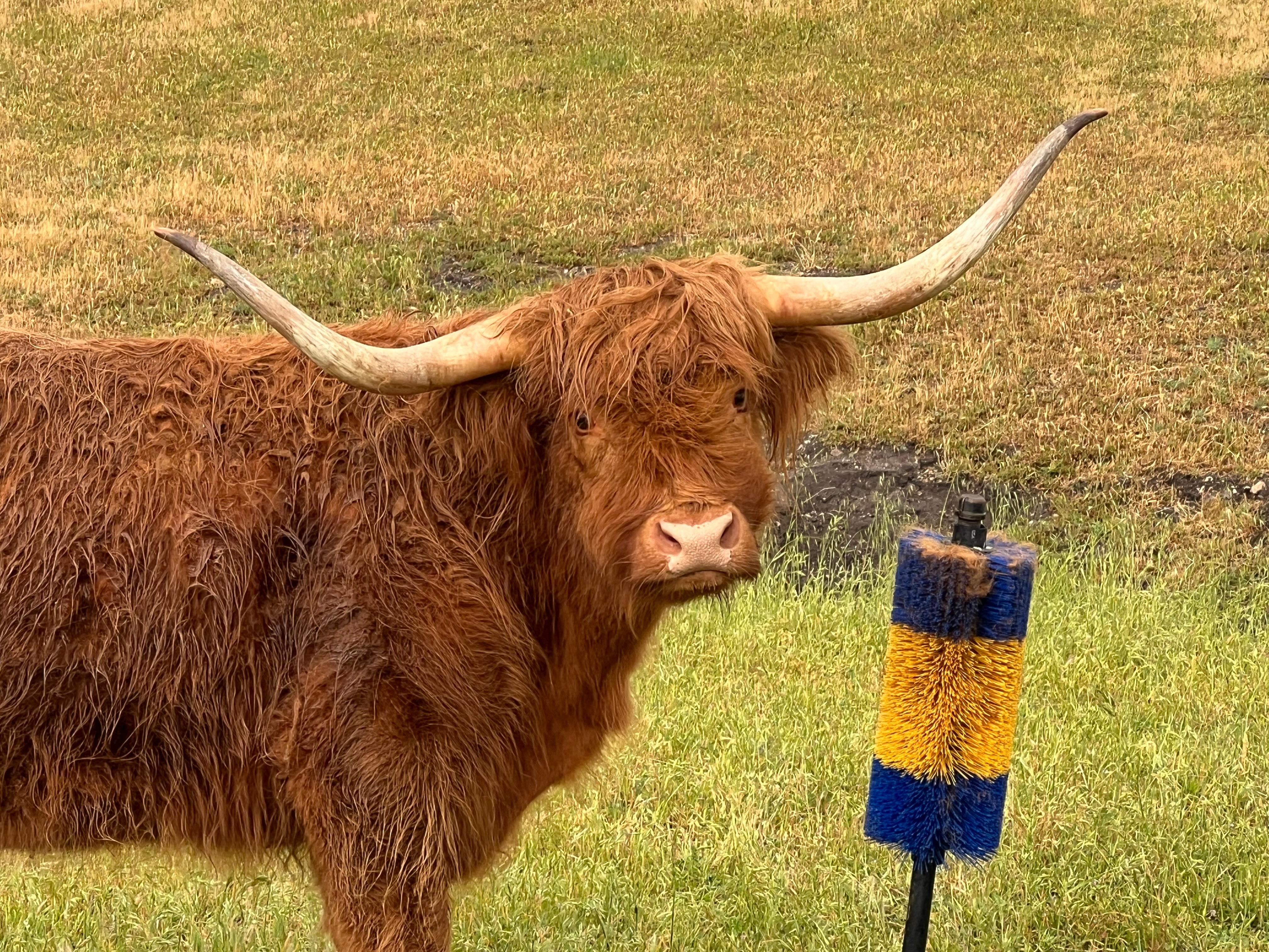 McFluff the Highland cow!