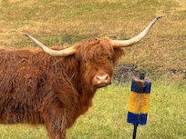 McFluff the Highland cow!