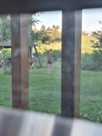 Got to see like 3 different sets of young bucks on the property