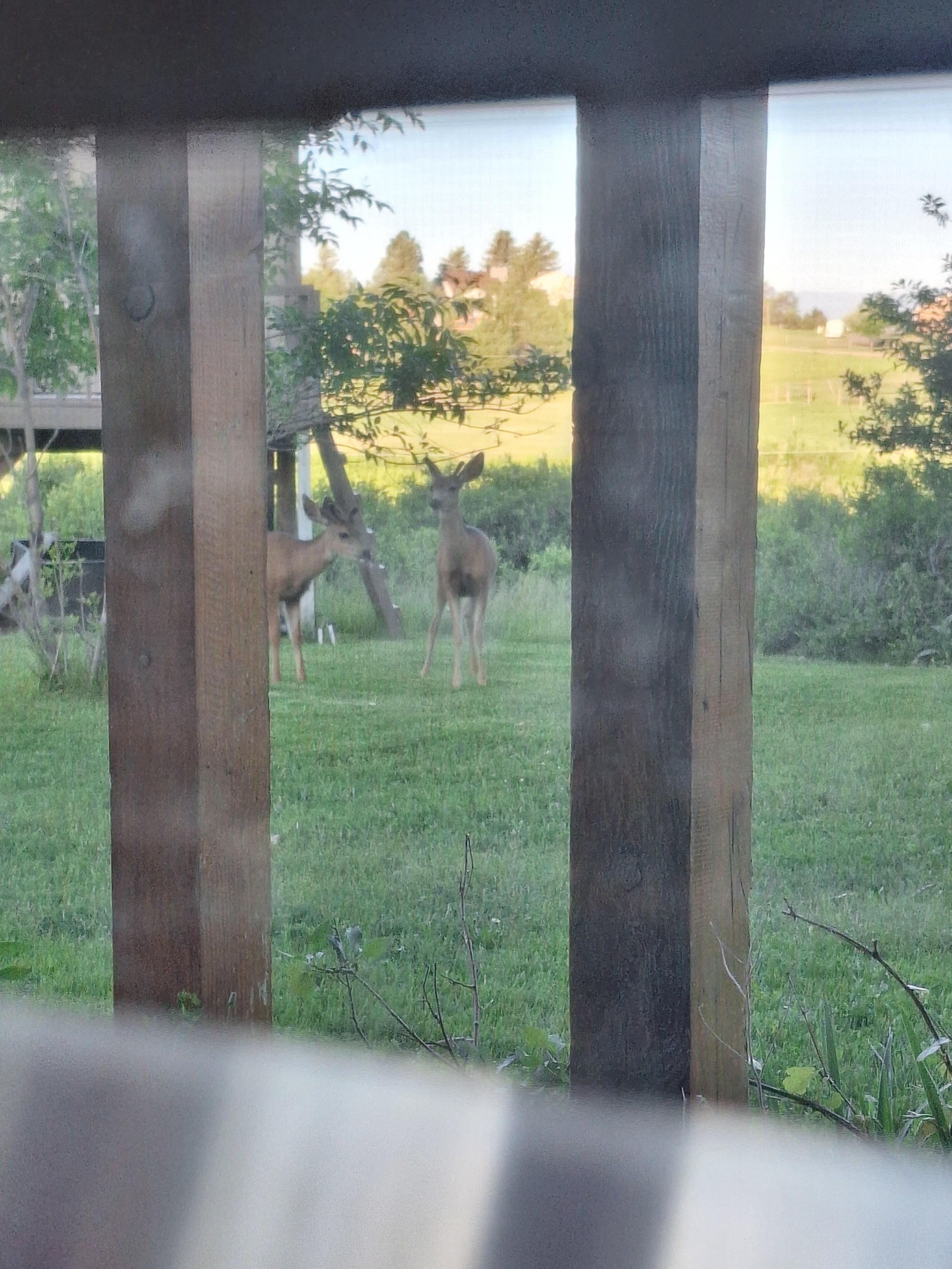 Got to see like 3 different sets of young bucks on the property