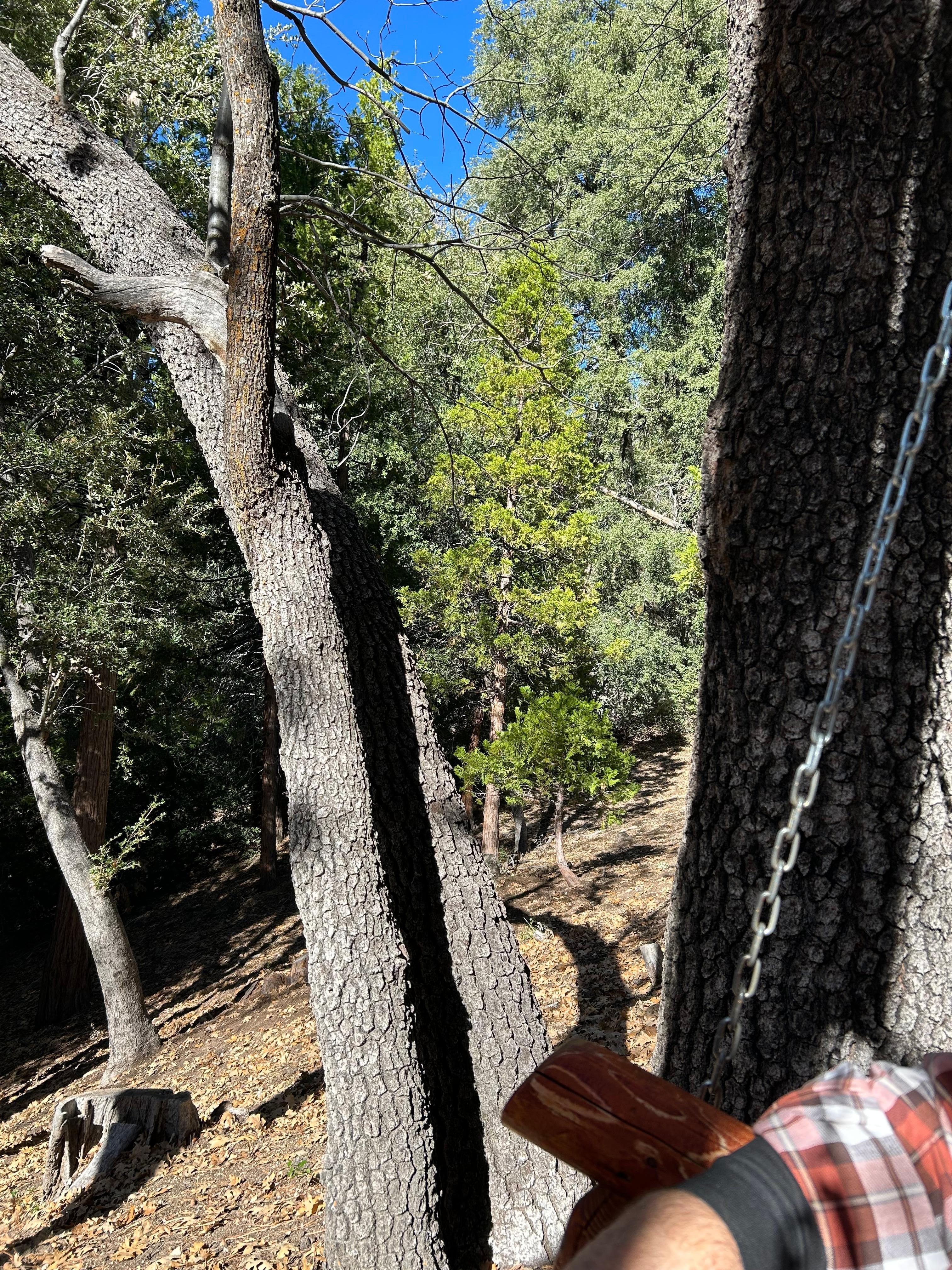The backyard hillside. 