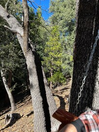 The backyard hillside.