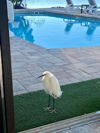 Our daily visit from our bird friend