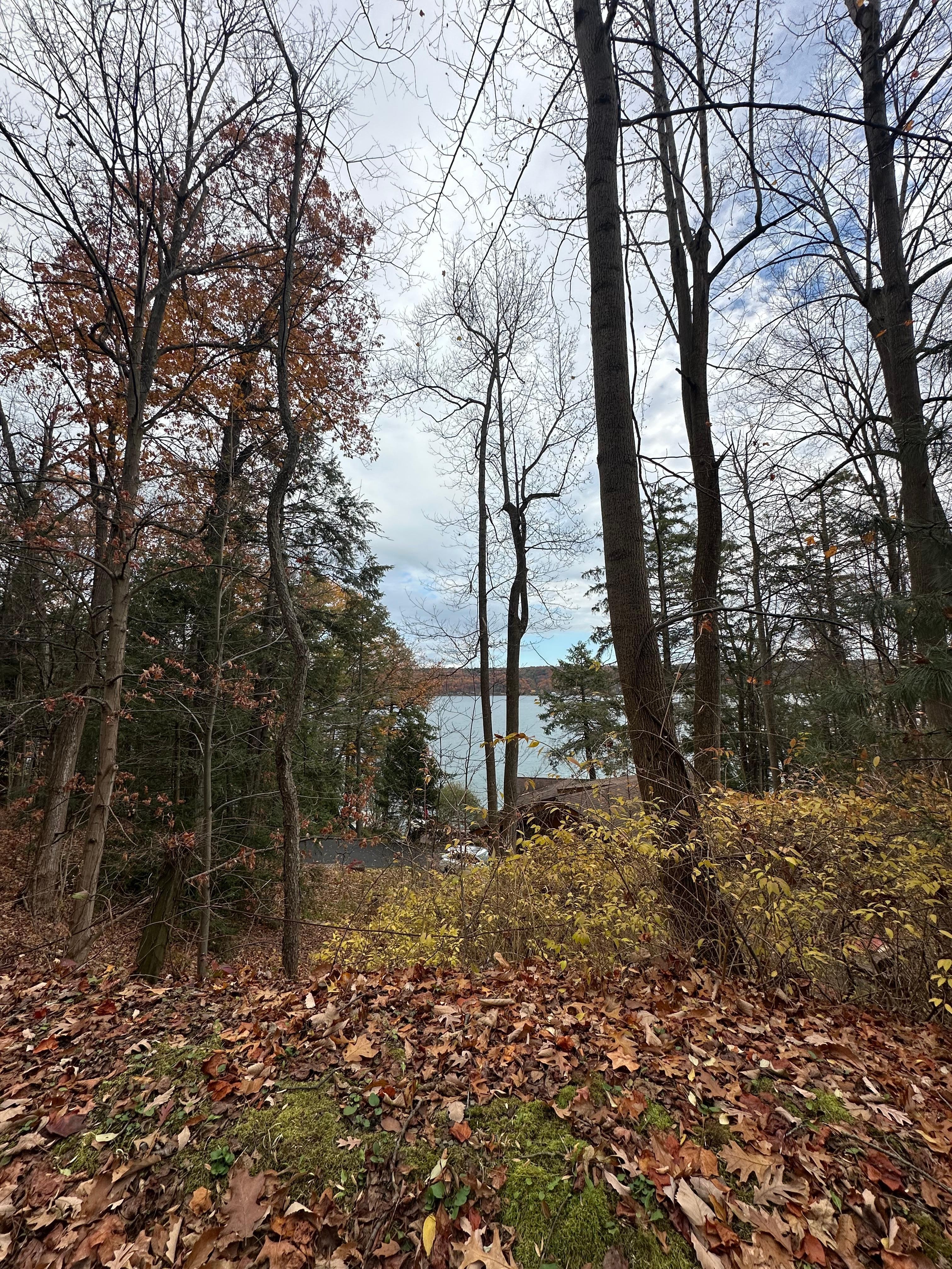 Tree & Lakeview from parking area