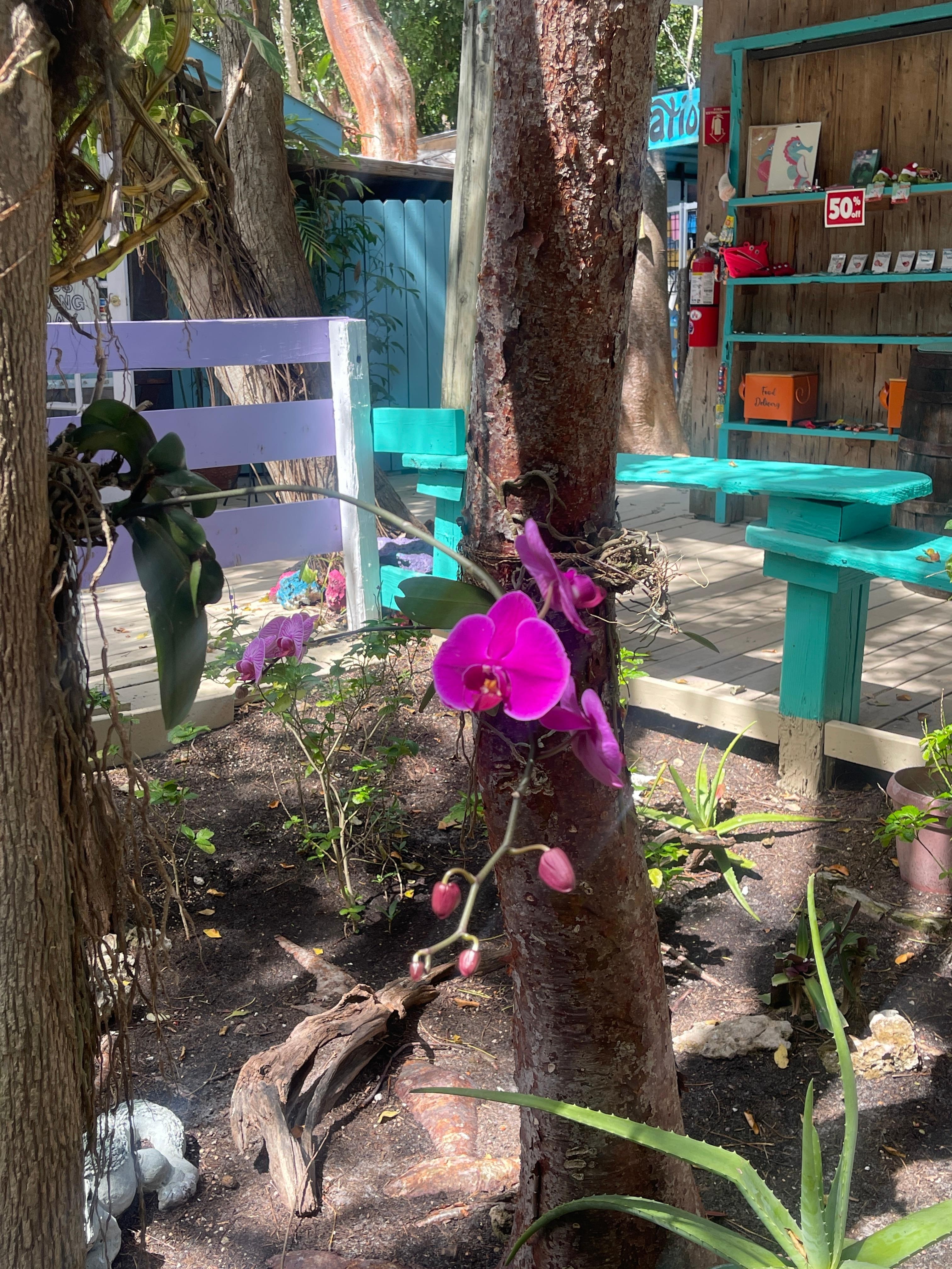 Shopping in Islamorada 