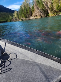 Sockeye salmon