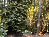 Looking from the front porch to the fire ring.