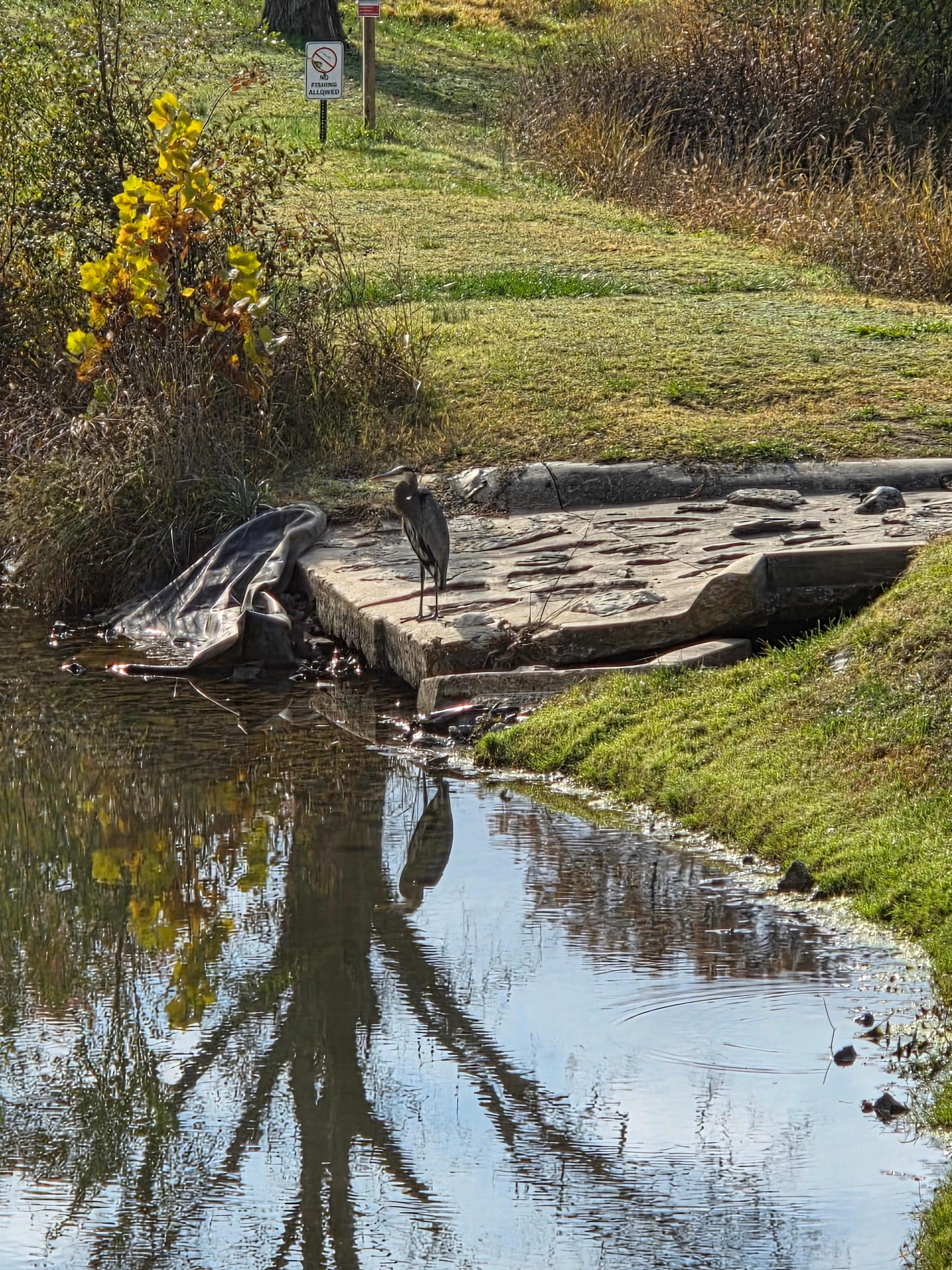 This crane was beside the little pond behind out condo.  It backs up to a beautiful golf course.