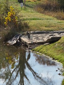 This crane was beside the little pond behind out condo. It backs up to a beautiful golf course.