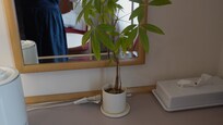 I love this fresh or real plant.